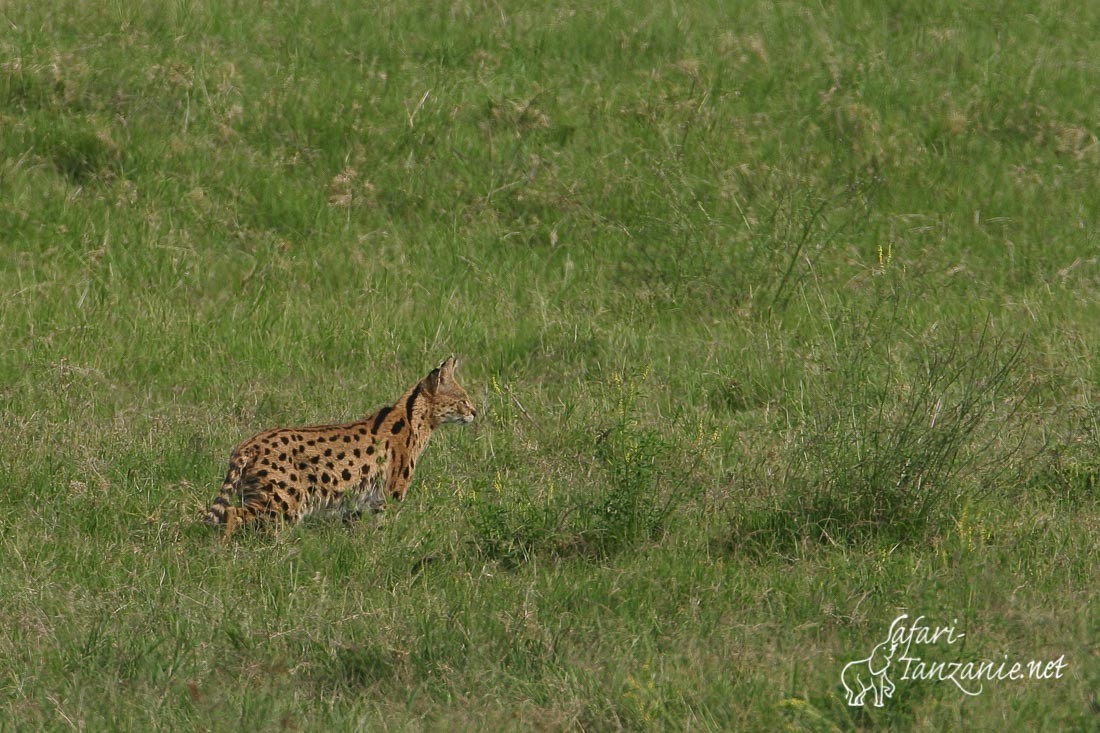 serval 4878