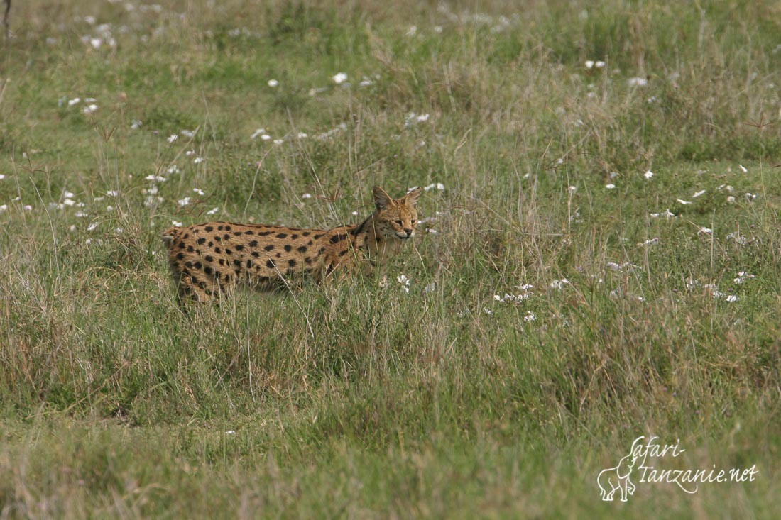 serval 4886