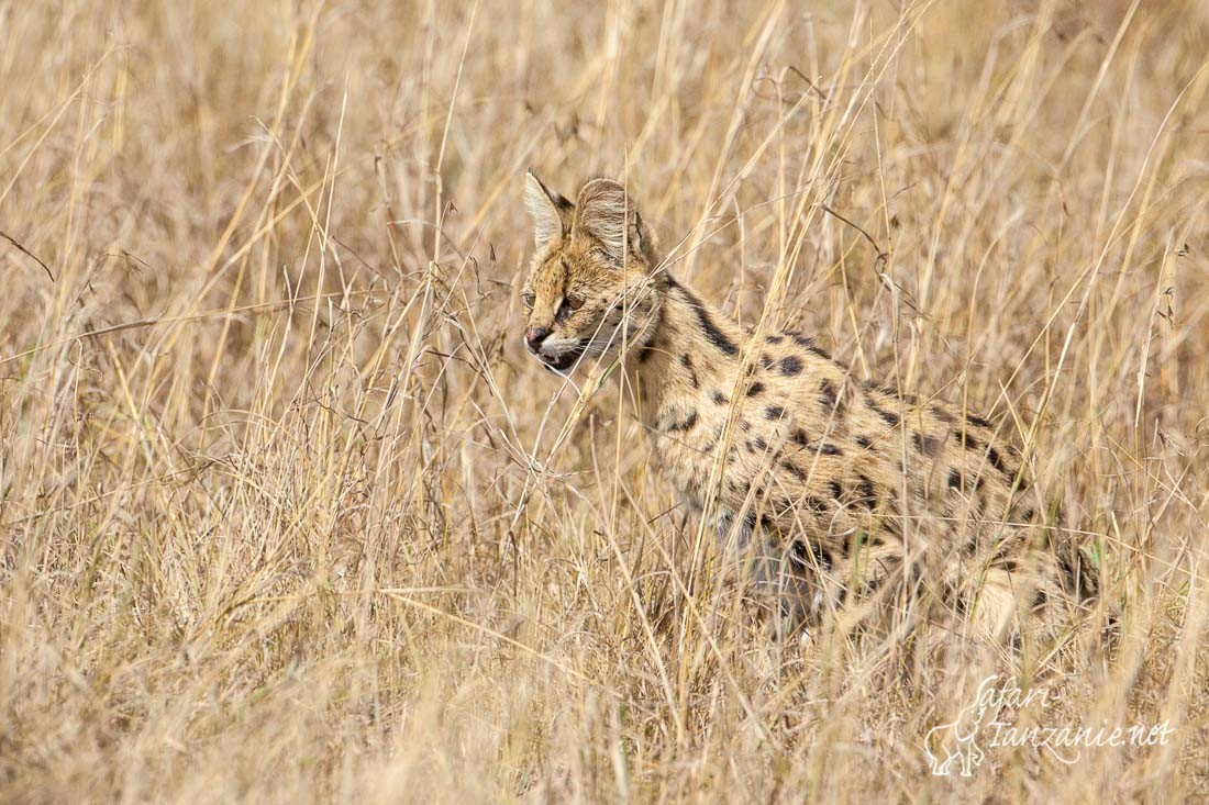 serval 8205