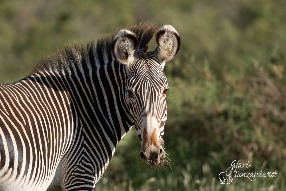 zebre de grevy 1219