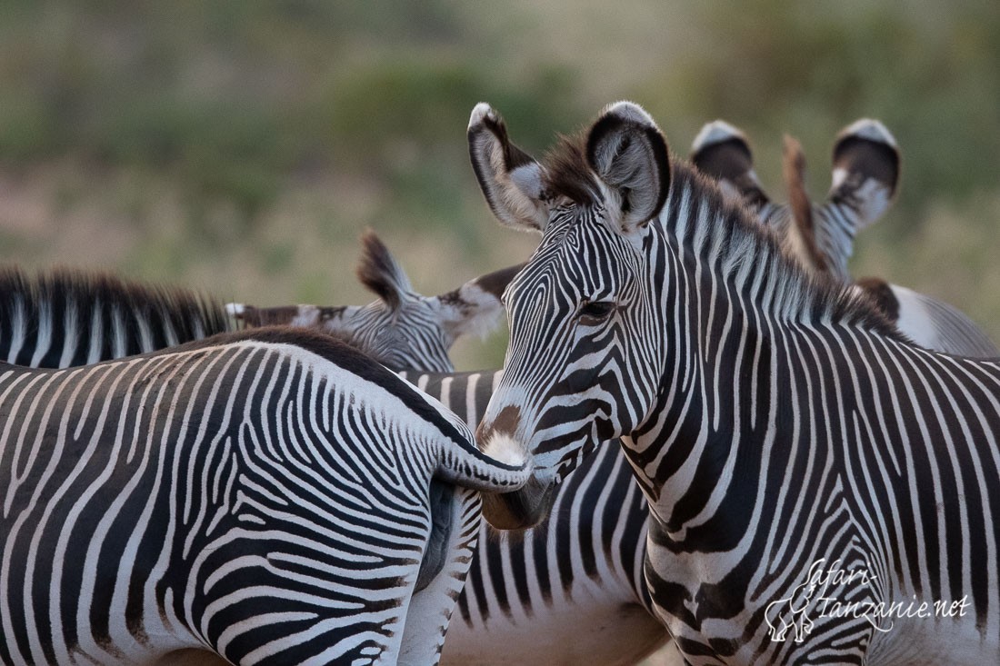 zebre de grevy 1328