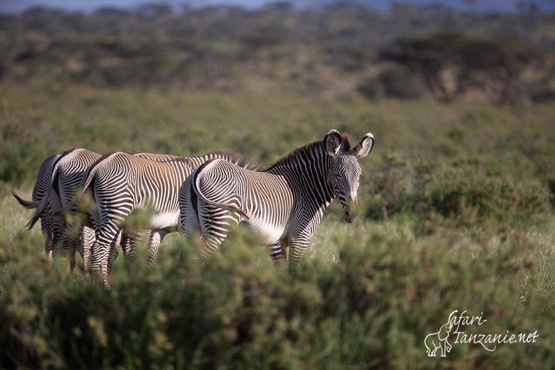 zebre de grevy 4667