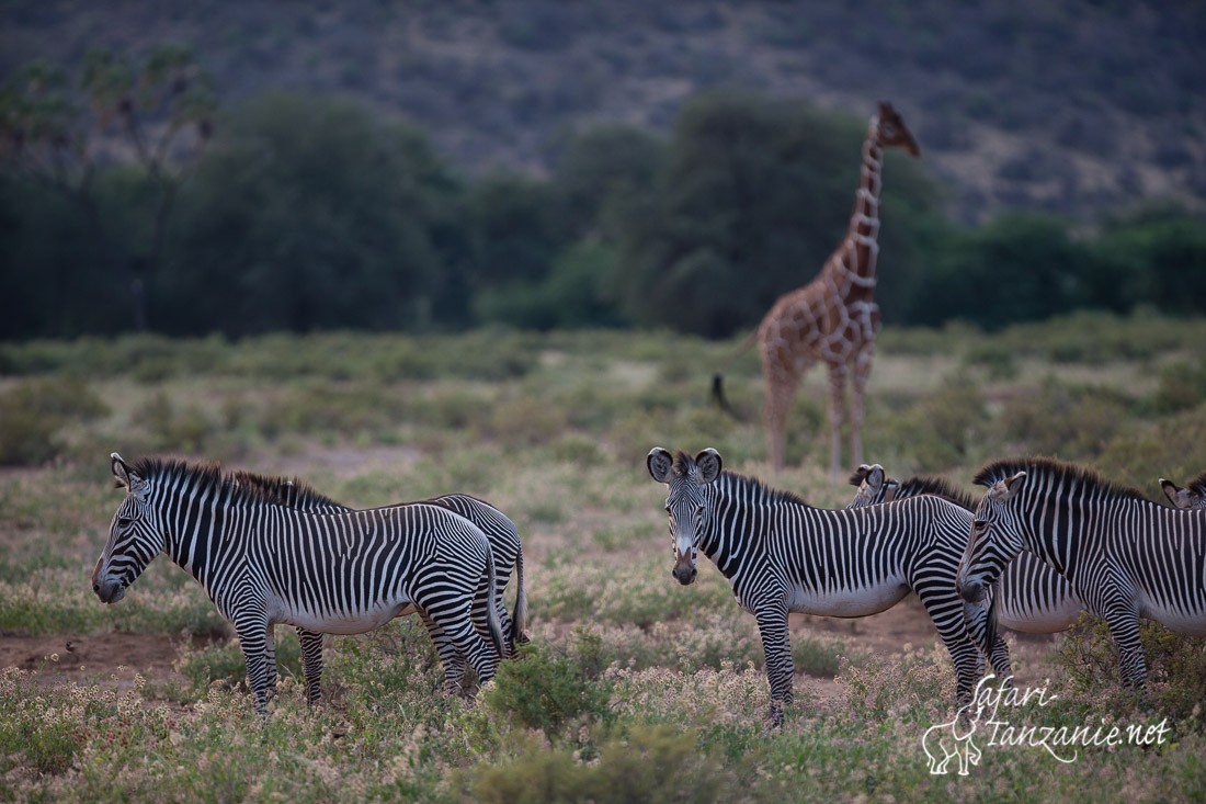 zebre de grevy 4702