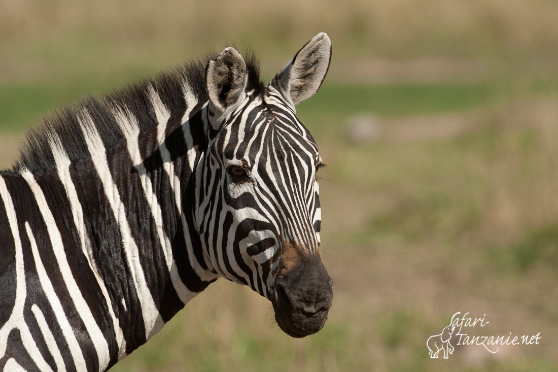 zebre des plaines 1353