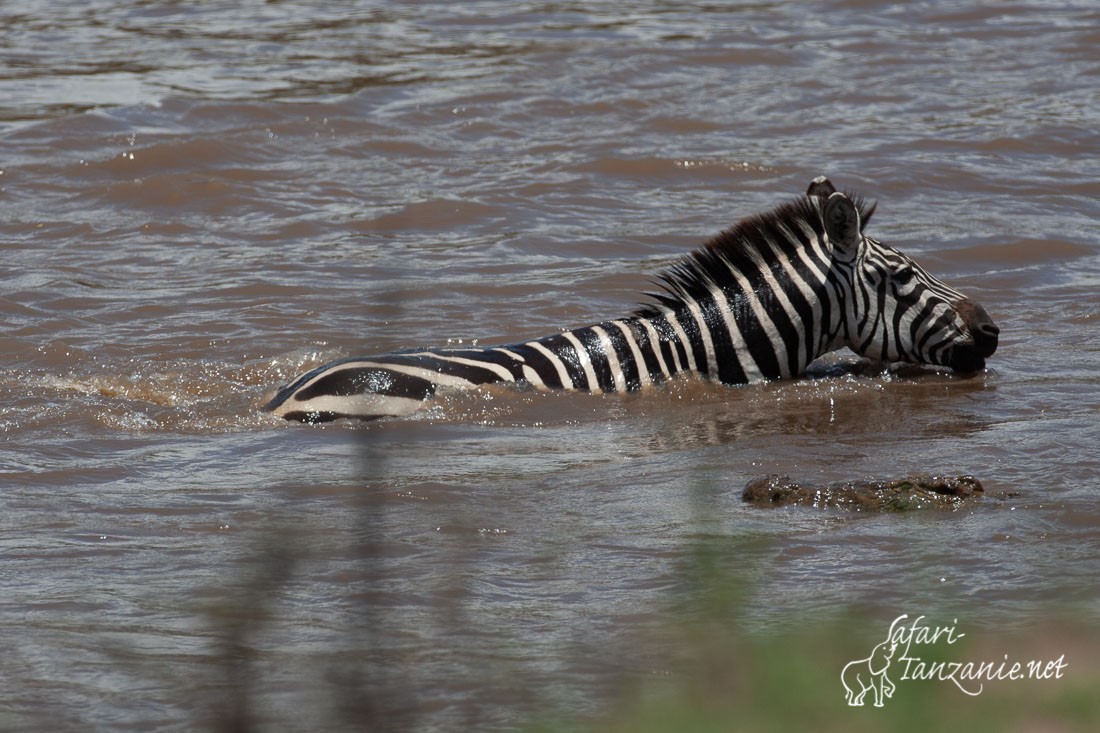 zebre des plaines 5751