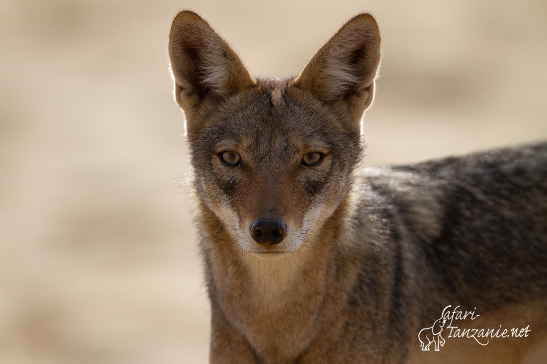 loup africain 0149