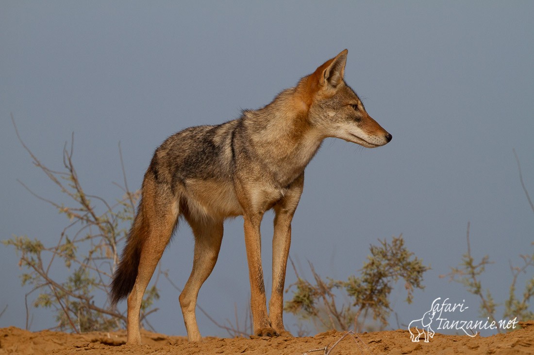 loup africain 0265