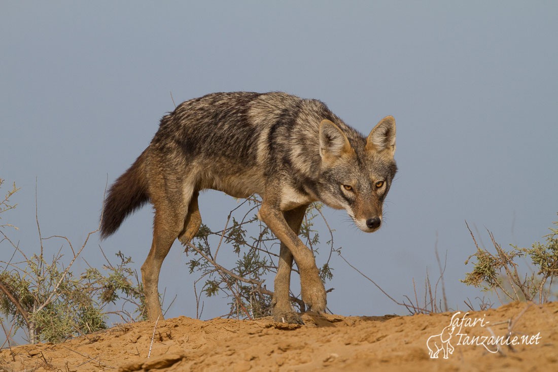 loup africain 0272