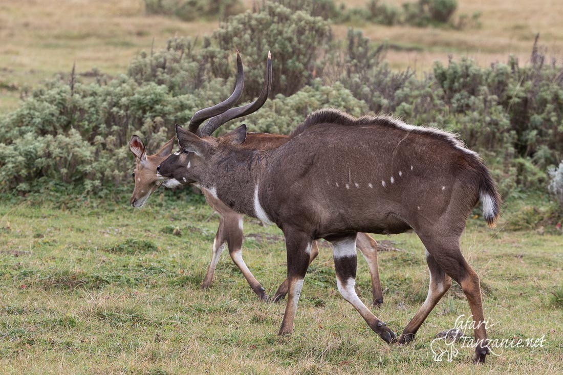 nyala 1844