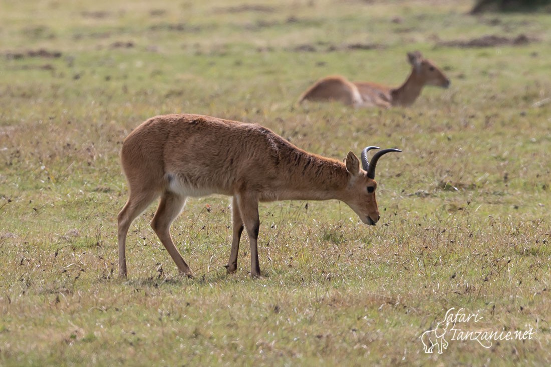 nyala 3180