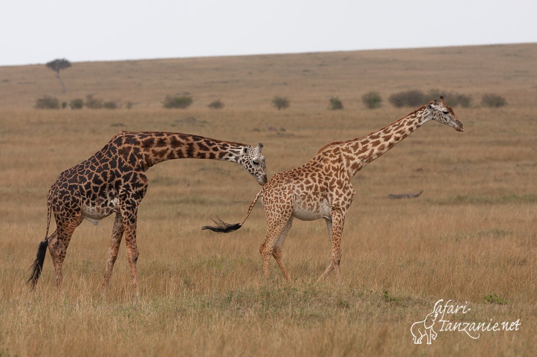 girafe 0003