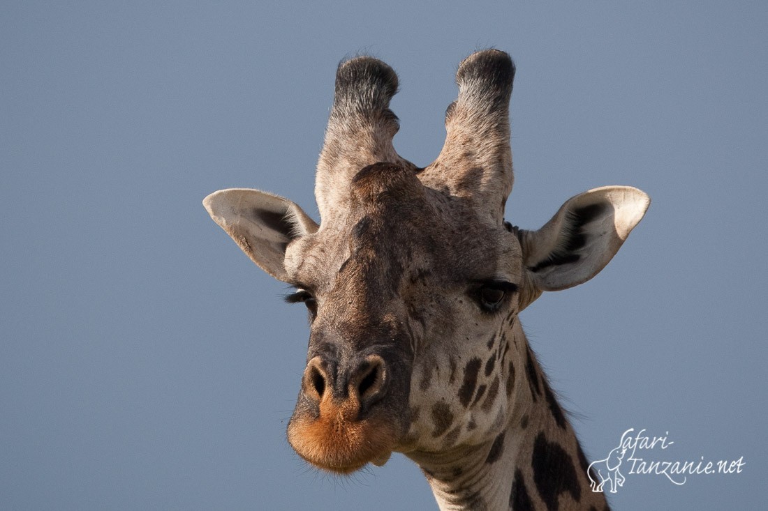 girafe 098495