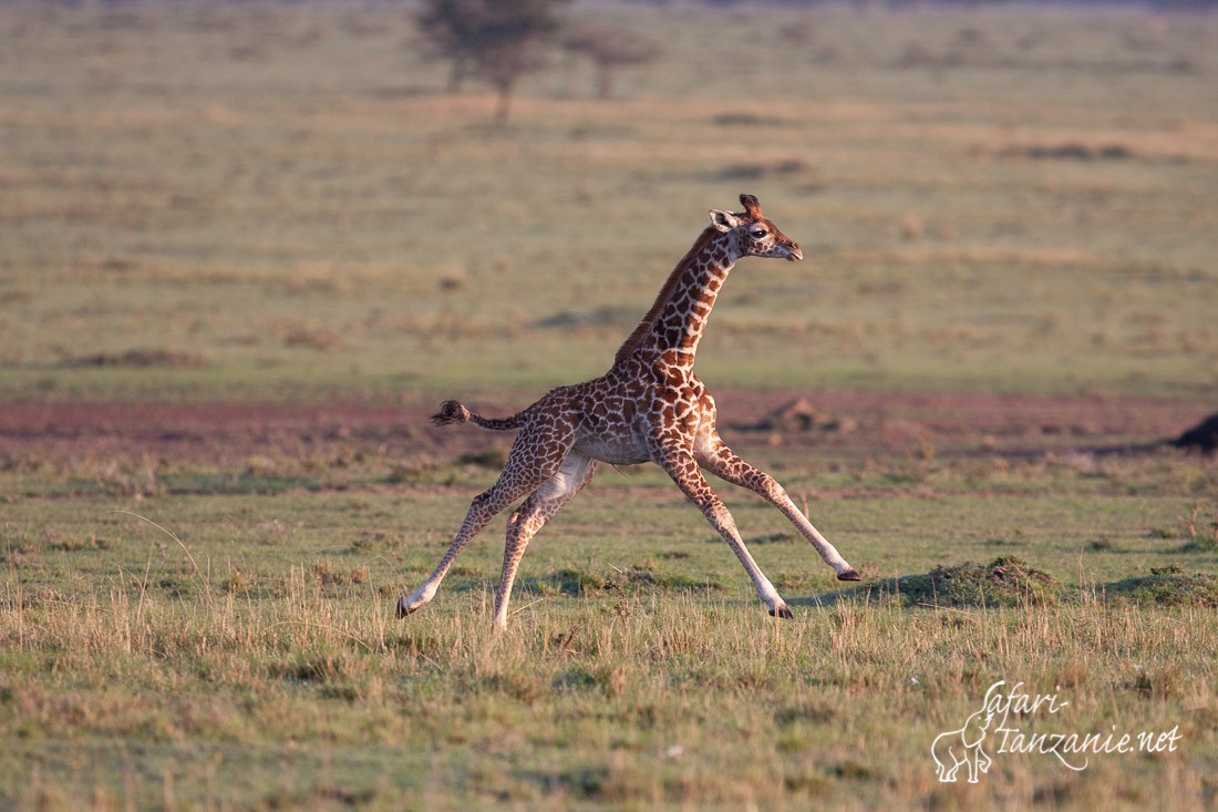 girafe 2045