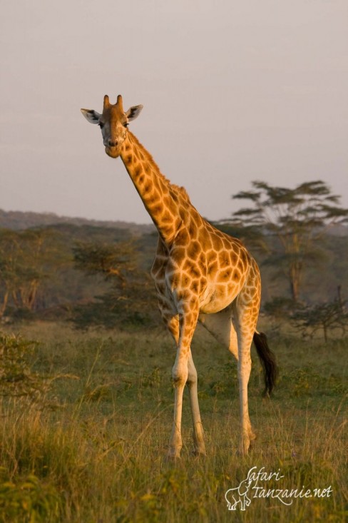 girafe rotschild 0014