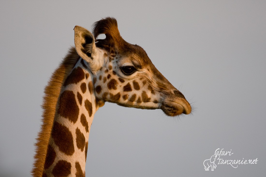 girafe rotschild 7044