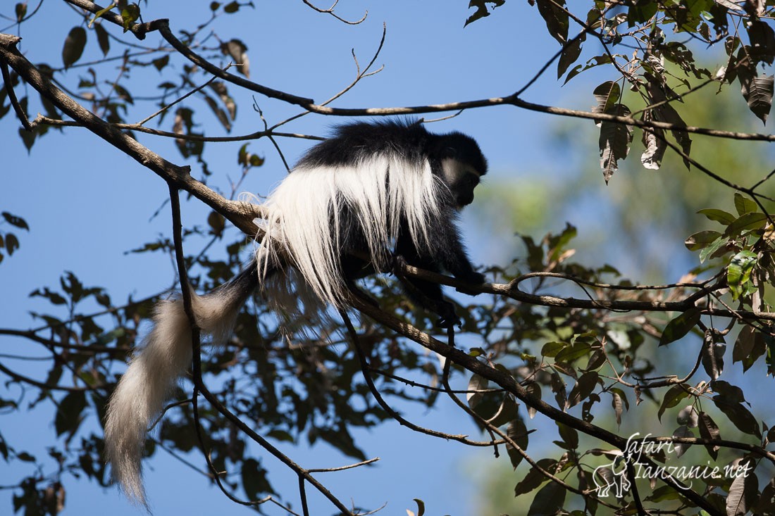 colobe guereza 090417