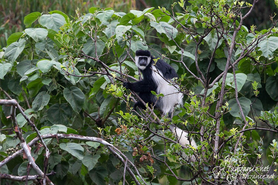 colobe guereza 2595