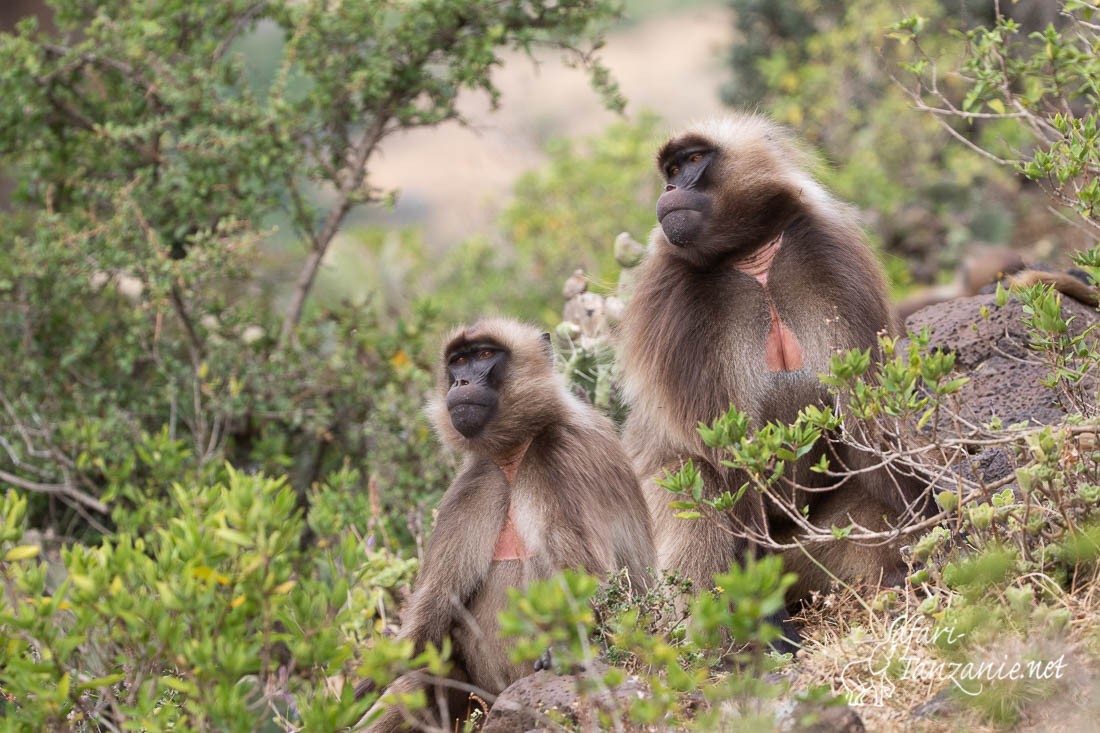 gelada 0912