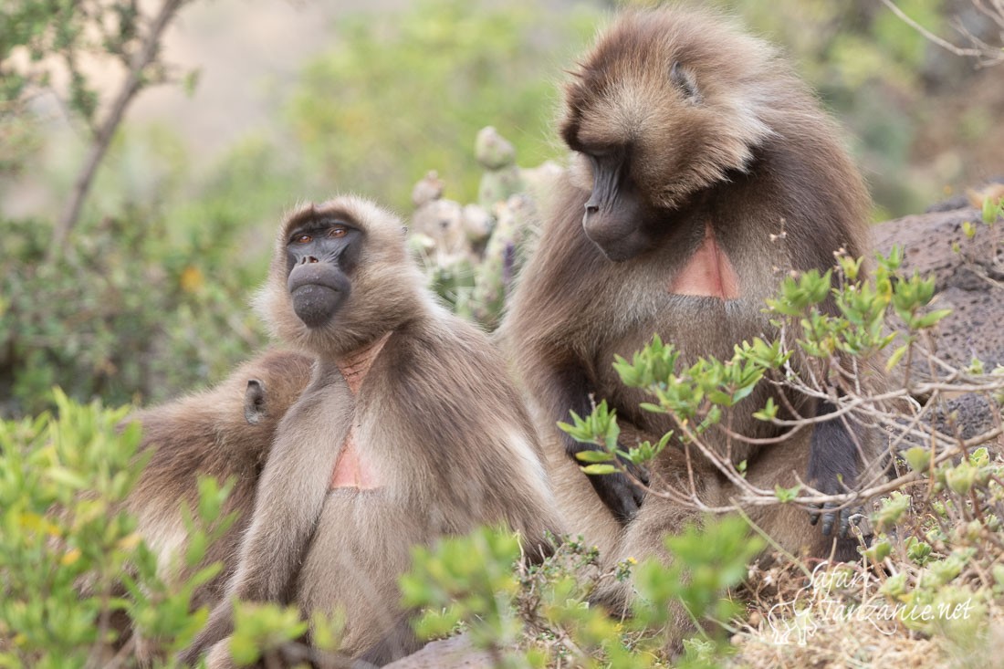 gelada 0913