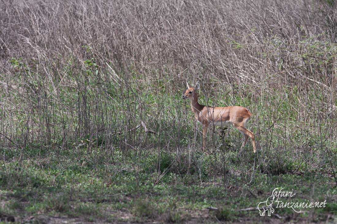 oribi 7624