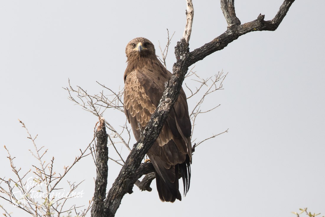 aigle pomarin 0438