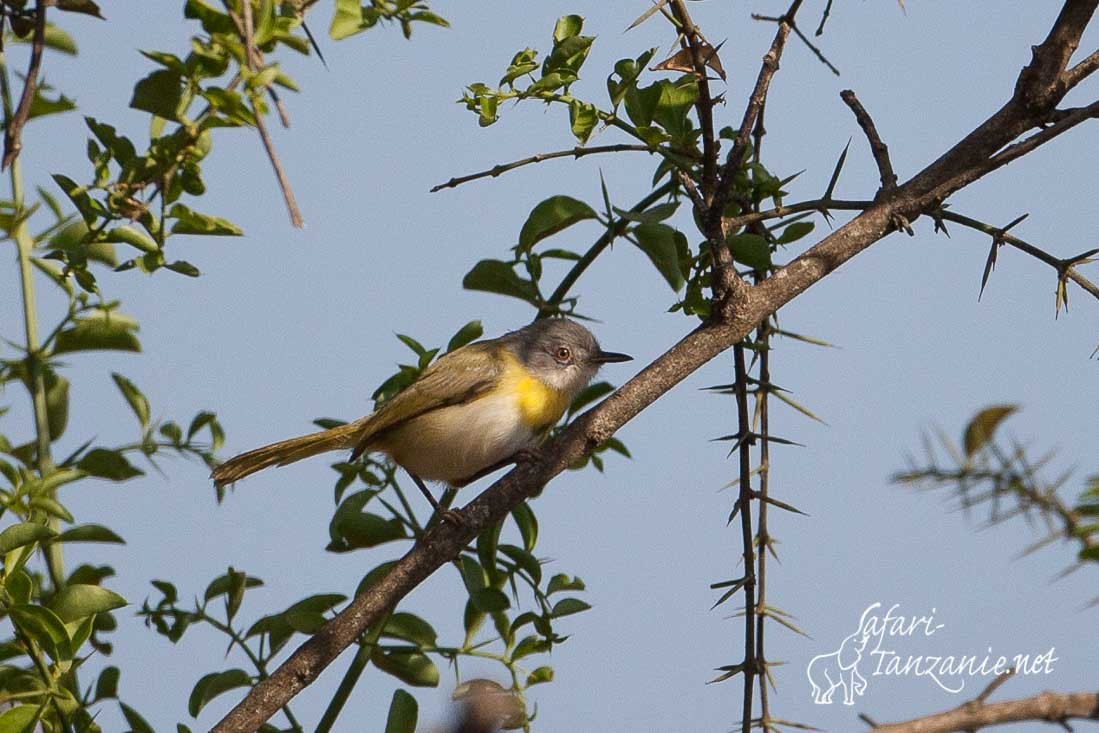 apalis a gorge jaune 090070