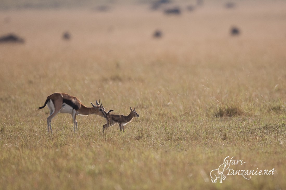 gazelle de thomson 098709