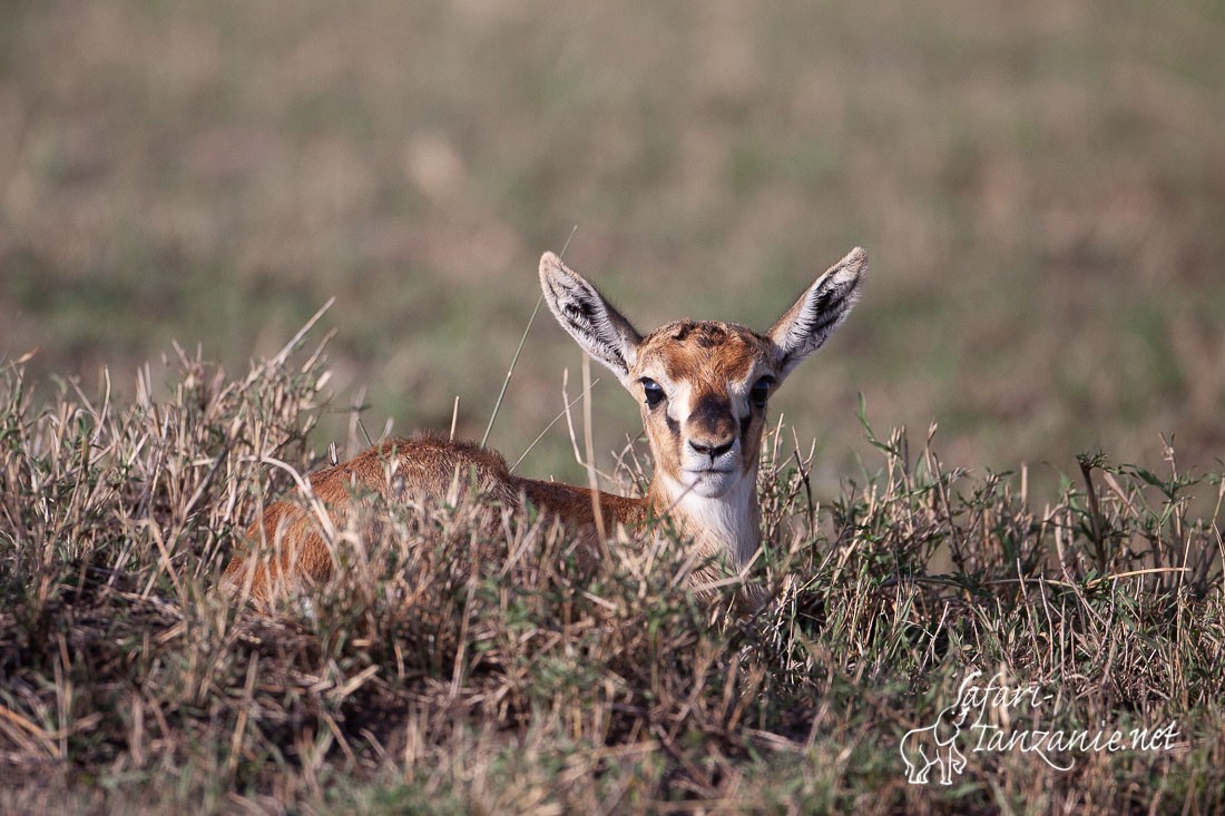 gazelle de thomson 4961