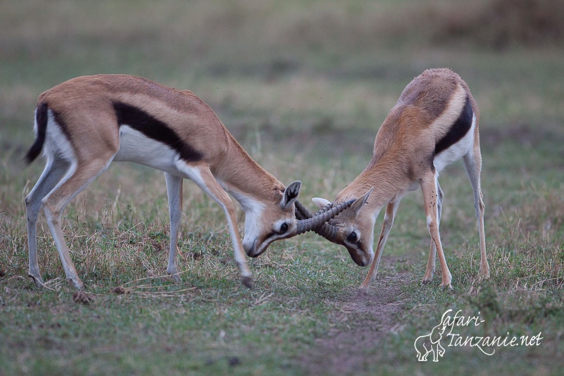 gazelle de thomson 5704