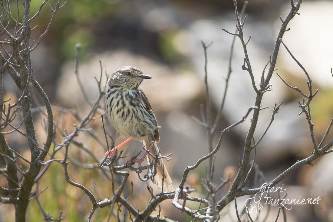 prinia du karroo 4315