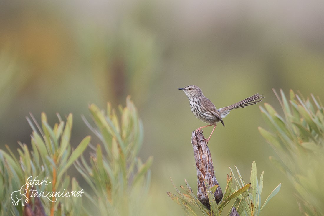 prinia du karroo 5212