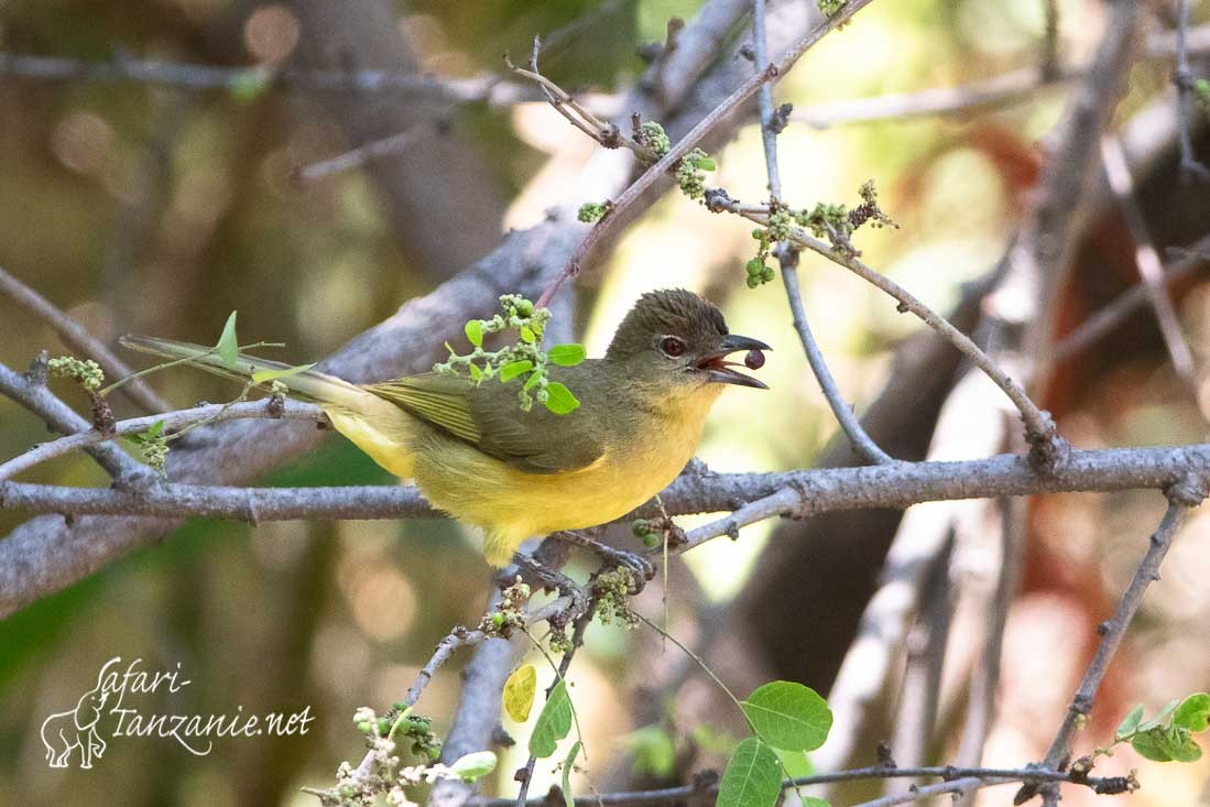 bulbul a poitrine jaune 9022