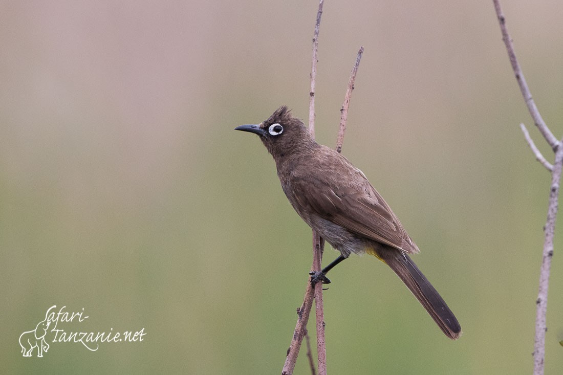 bulbul du cap 6670