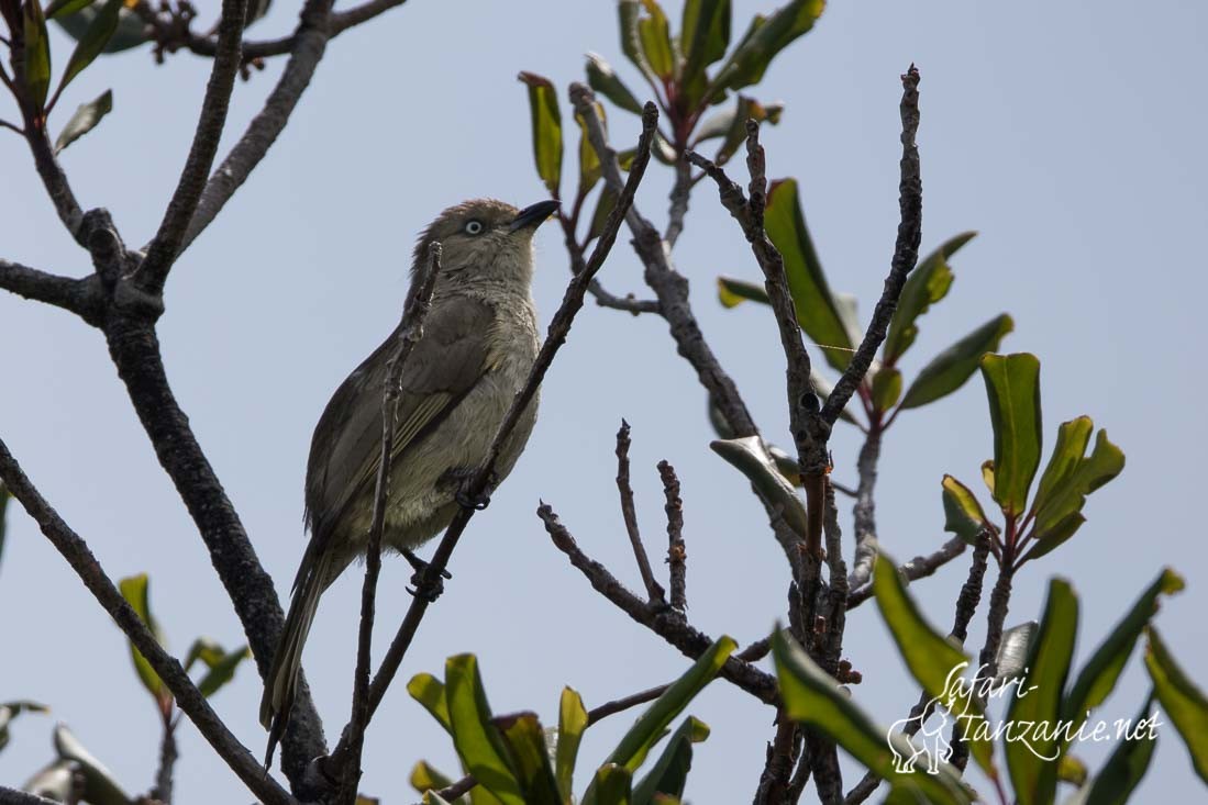 bulbul importun 5983