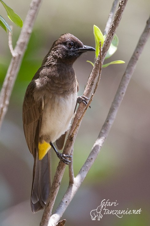 bulbul tricolore 095704