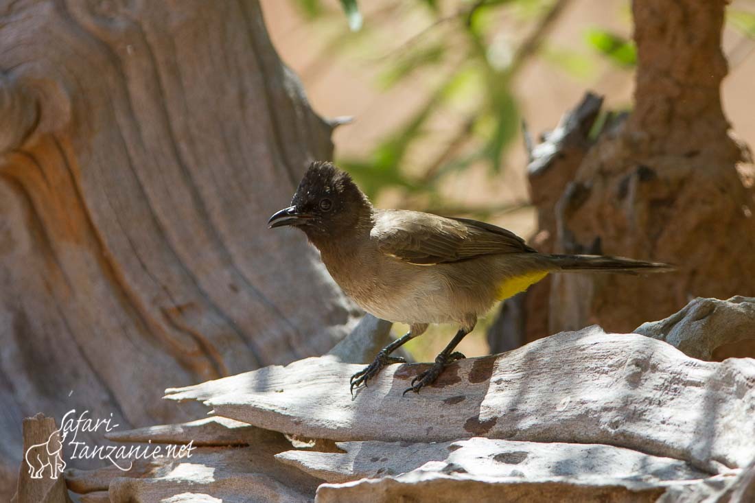 bulbul tricolore 9711