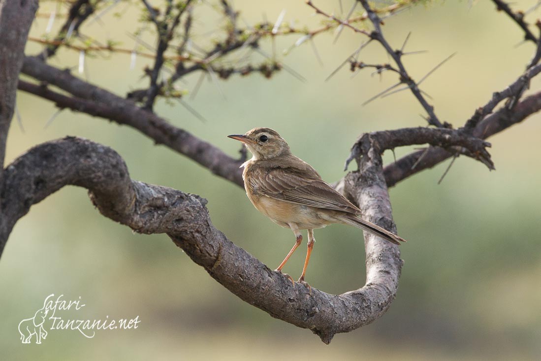 pipit du vaal 0451