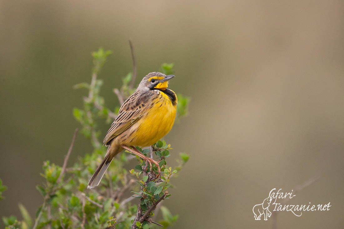 sentinelle a gorge jaune 098178