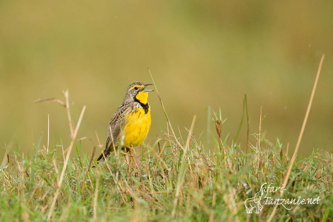 sentinelle a gorge jaune 6411