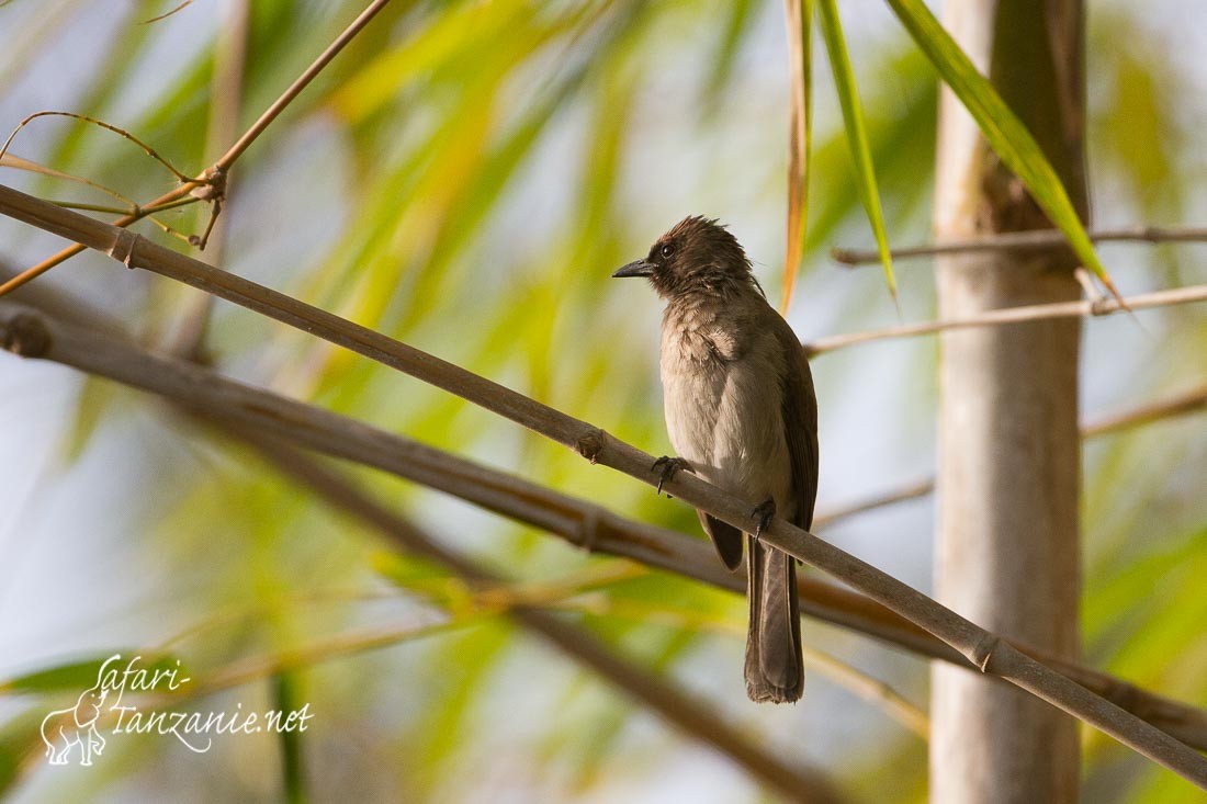 bulbul des jardins 1981