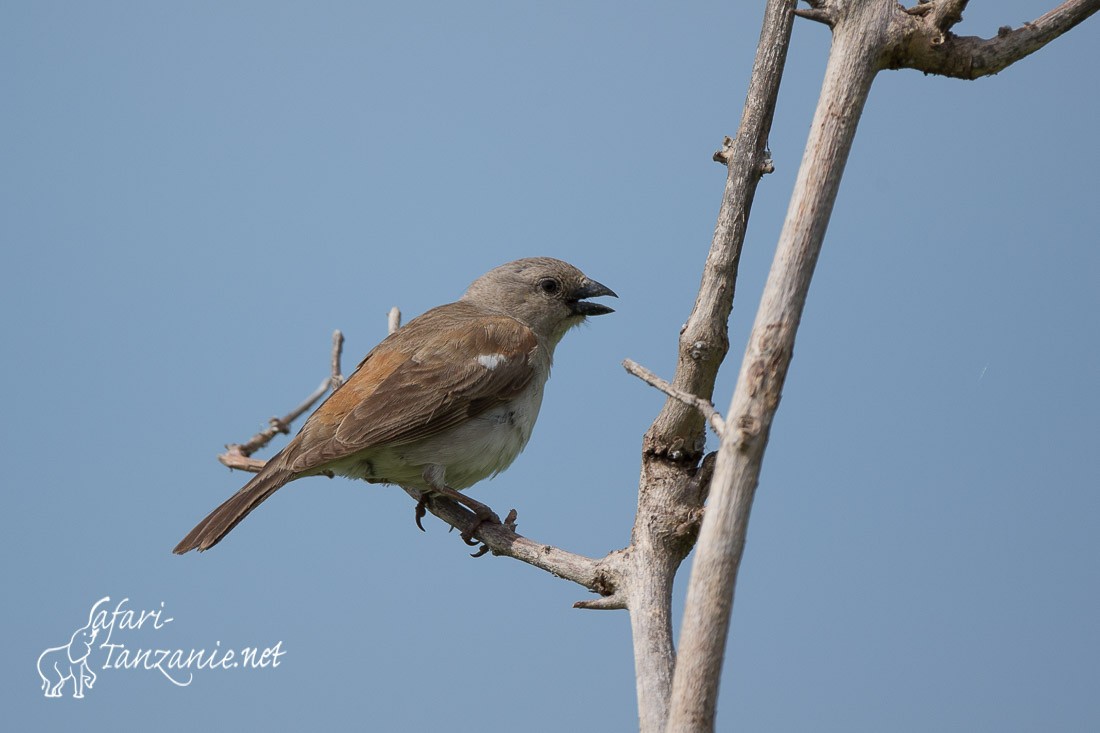 moineau sud africain 9486