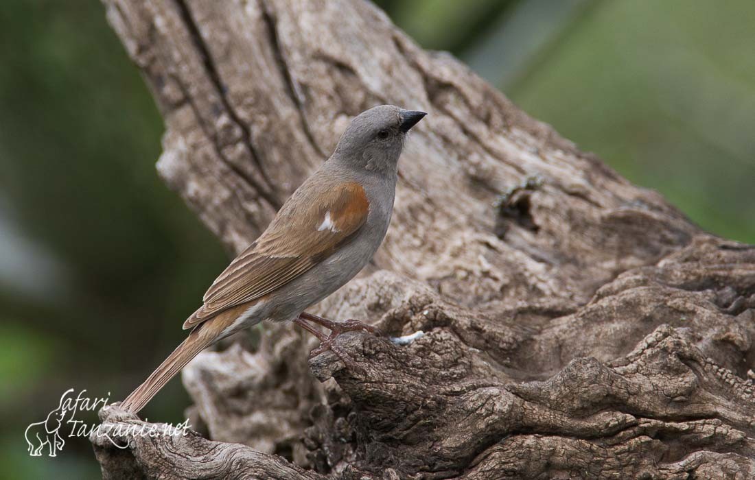 moineau swahili 089809