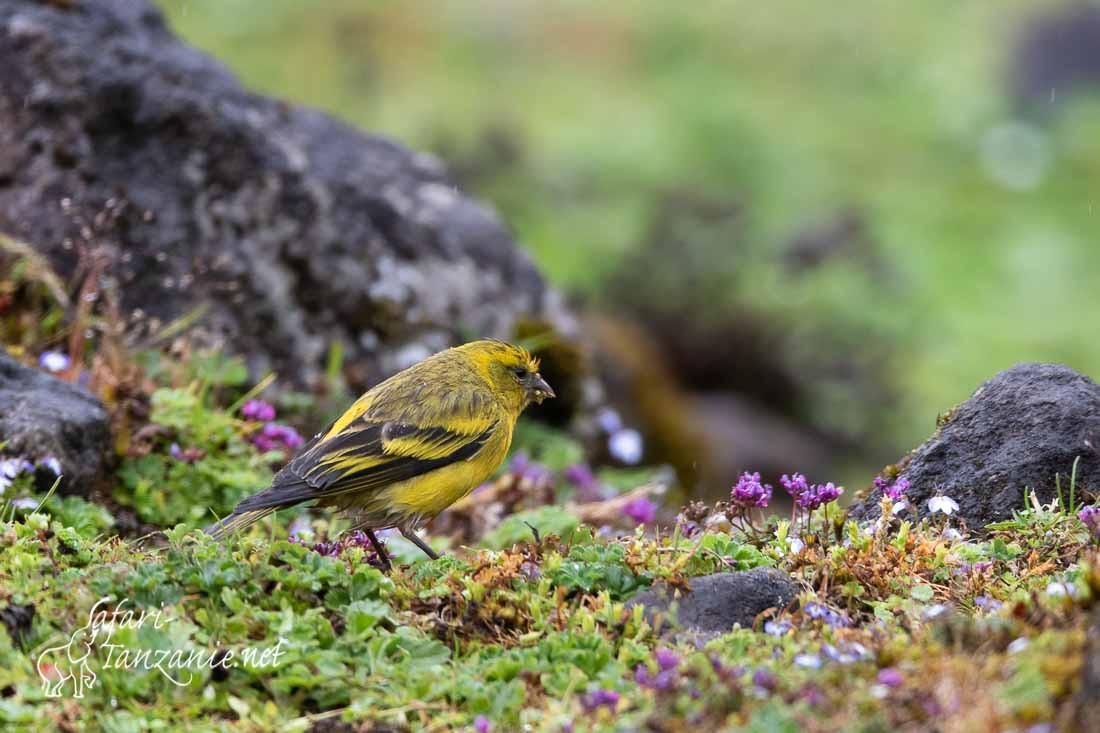 serin a calotte jaune 3680