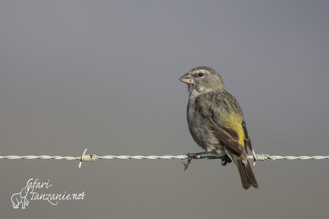 serin a gorge blanche 5275