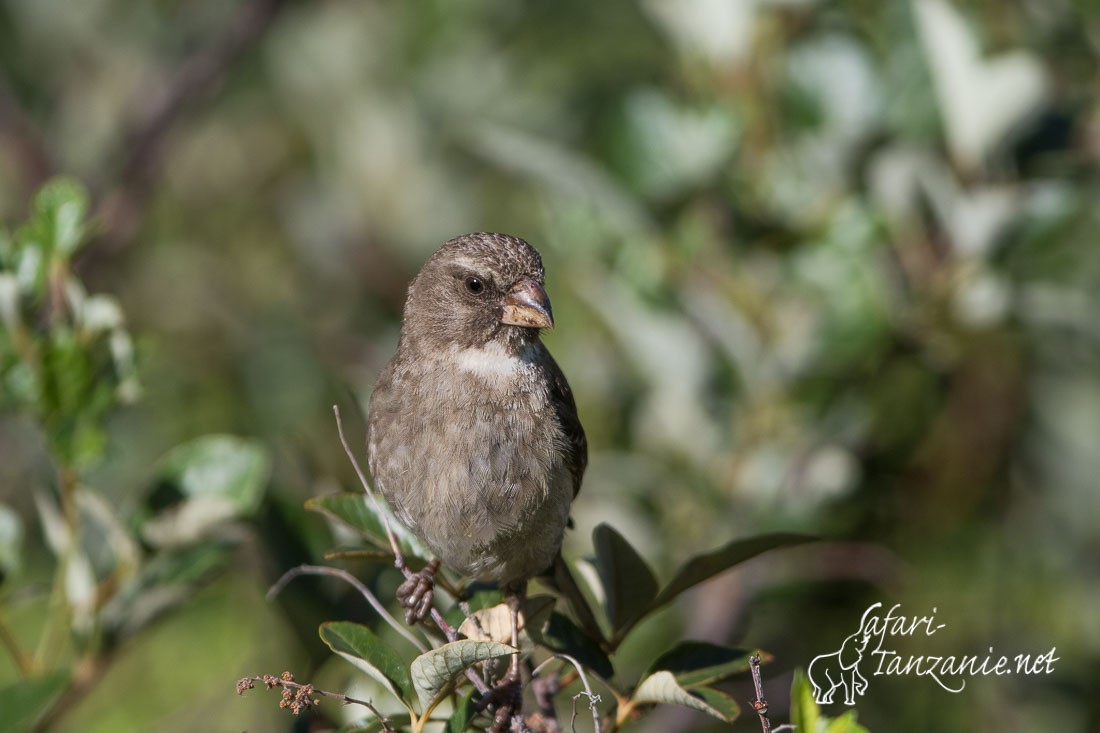 serin bifascie5414