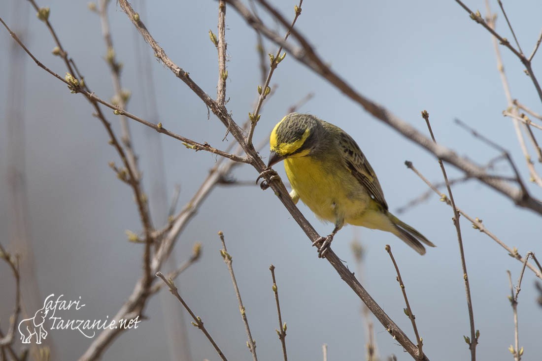 serin du mozambique 2718