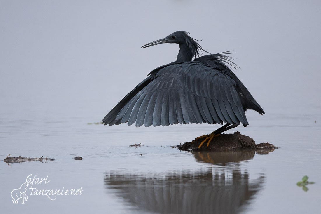 aigrette ardoisee 0074