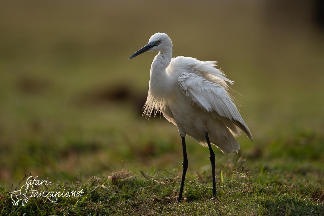 aigrette garzette 1063