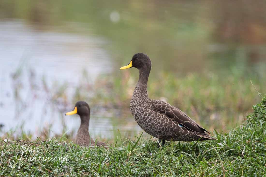 canard a bec jaune 0578