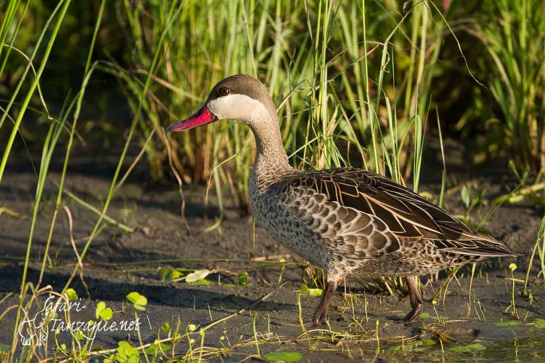 canard a bec rouge 1715